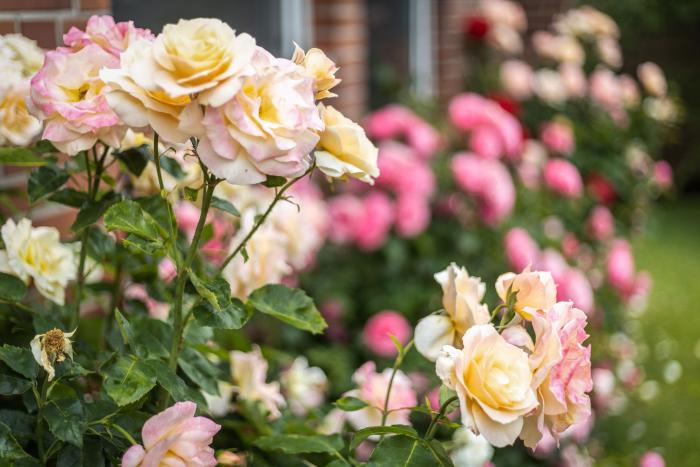 Doppelhaushälfte - Sylt, Max-Hansen-Weg 12